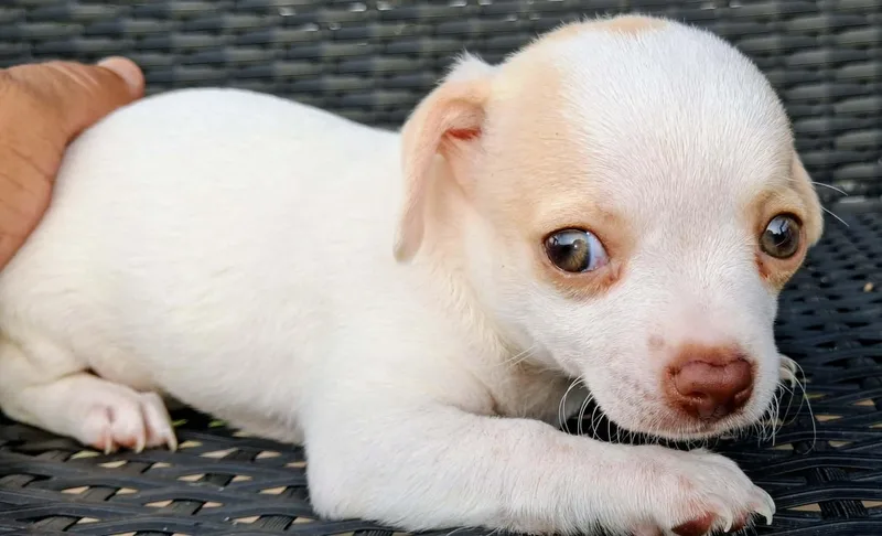 A baby small-sized male Apricot / Beige Chihuahua dog named Stacy for adoption in Humble, TX
