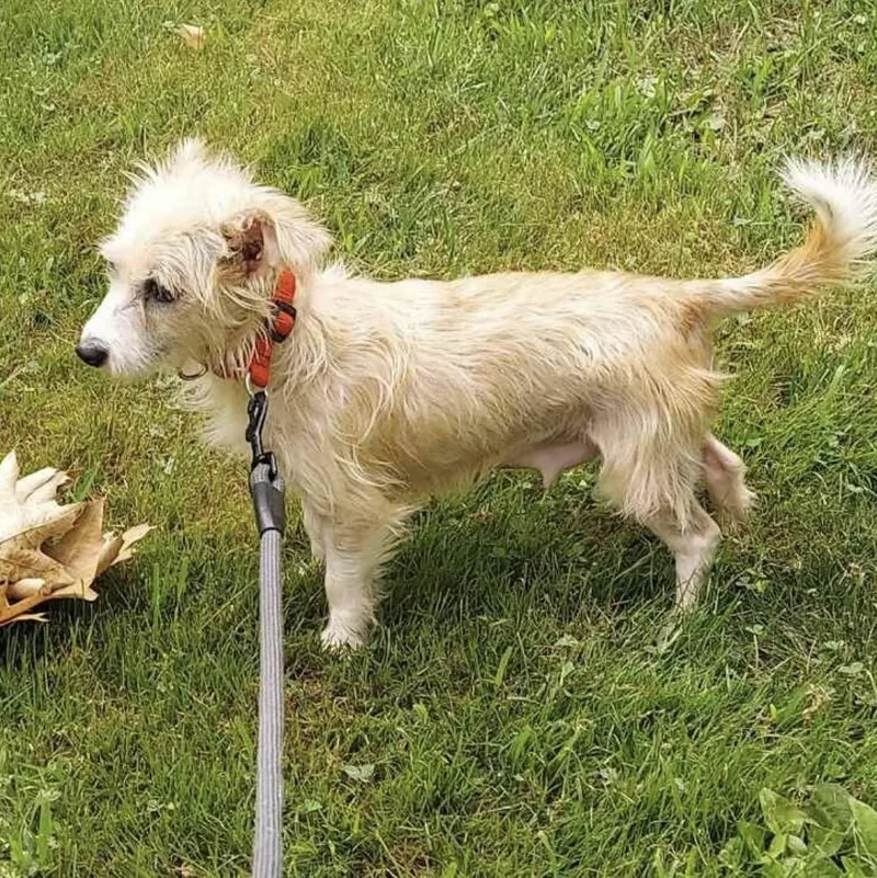 A young small-sized female Yellow / Tan / Blond / Fawn Terrier dog named Kiwi for adoption in Pelham, NH