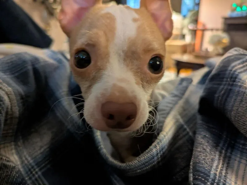An adult small-sized female Chihuahua dog named Posie for adoption in Amherst, NY