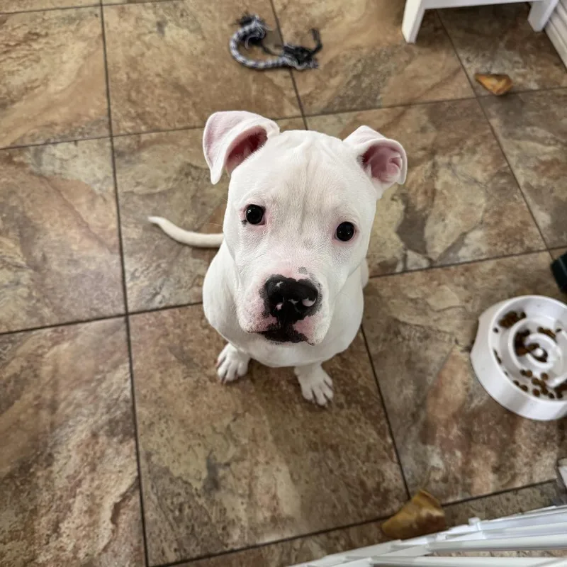 A young medium-sized male White / Cream Pit Bull Terrier dog named Mozzarella for adoption in Fort Worth, TX