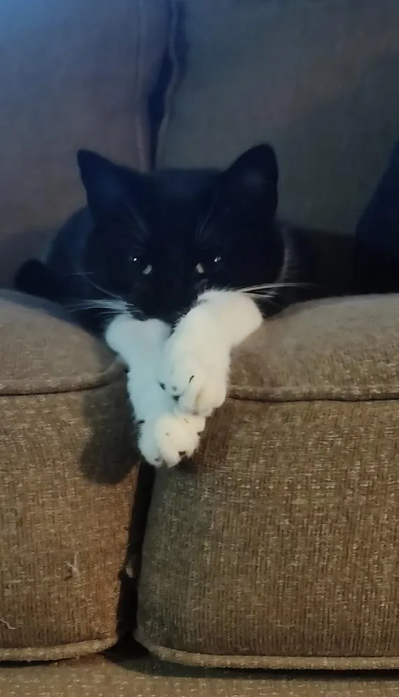 A baby small-sized female Black & White / Tuxedo Domestic Short Hair cat named Alvina for adoption in Vancouver, WA