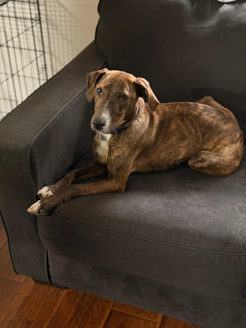 An adult medium-sized female Hound dog named Hazel for adoption in Aurora, IL