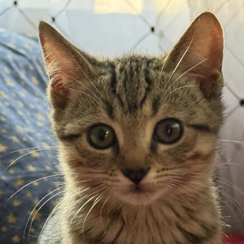 A baby small-sized female Brown / Chocolate Domestic Short Hair cat named Pj for adoption in Lyndhurst, VA