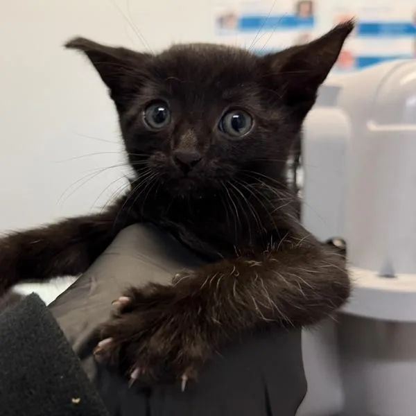 A baby small-sized female Domestic Short Hair cat named Nosferatu for adoption in San Diego, CA