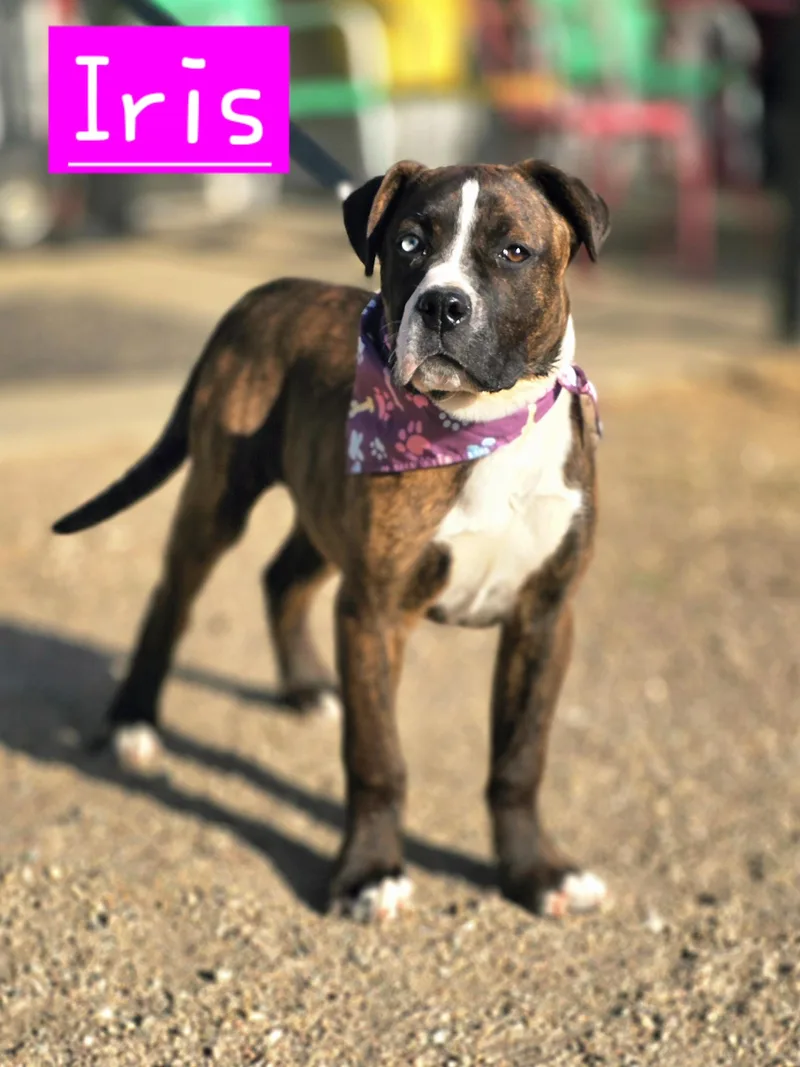 A baby large-sized female Brindle Mastiff dog named Iris for adoption in Walthill, NE