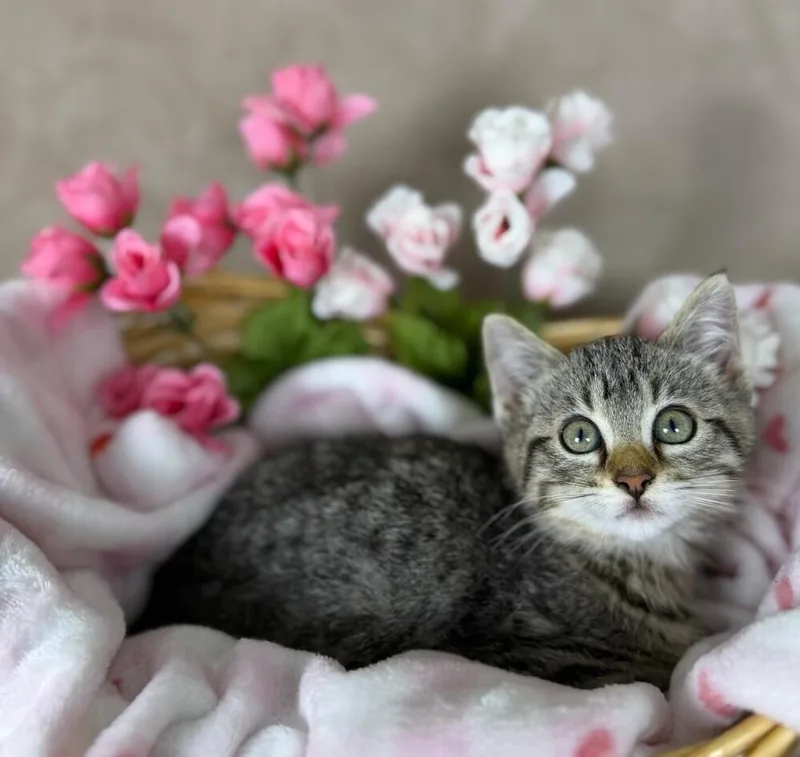 A baby medium-sized female Tabby (Brown / Chocolate) Domestic Short Hair cat named Tadpole for adoption in Salinas, CA