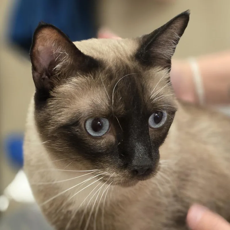An adult extra large-sized male Cream / Ivory Siamese cat named Lil Albert for adoption in Wickenburg, AZ