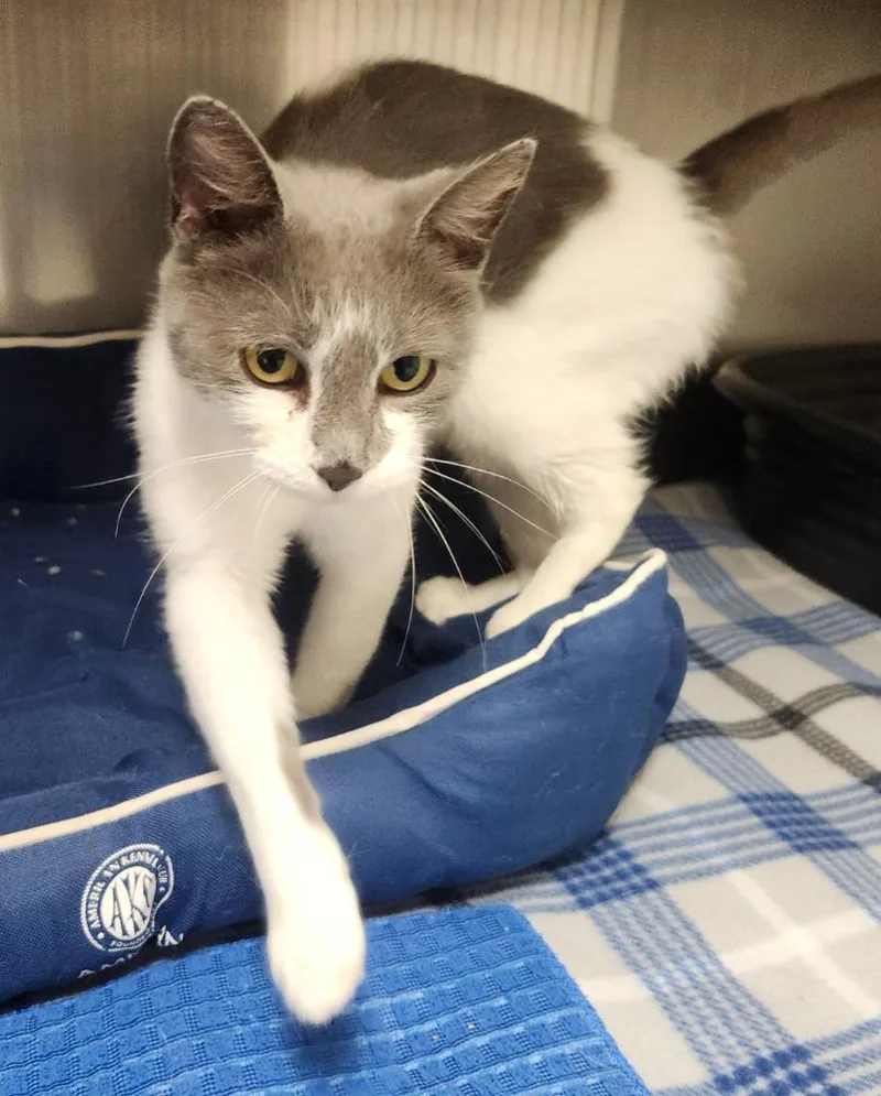 A young medium-sized female Domestic Short Hair cat named Opal for adoption in Greeneville, TN