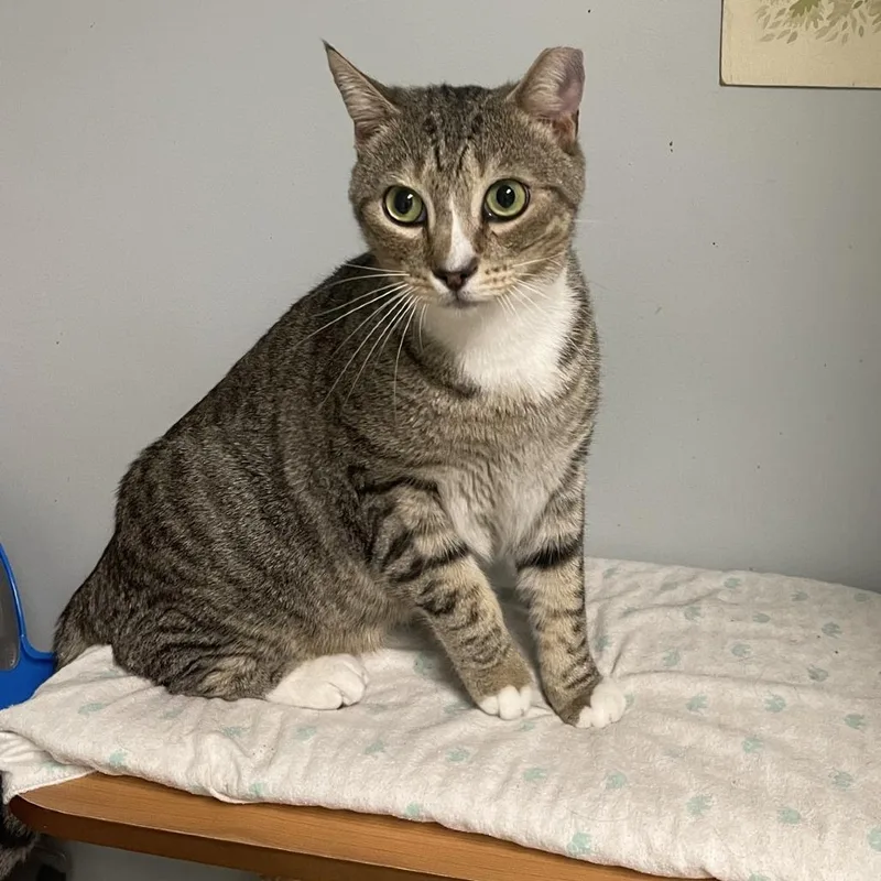 An adult medium-sized male Brown / Chocolate Domestic Short Hair cat named Stretch for adoption in Peachtree City, GA
