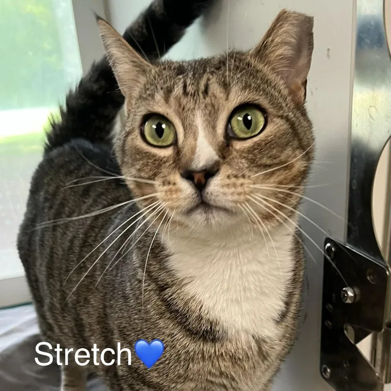 Stretch thumbnail 2