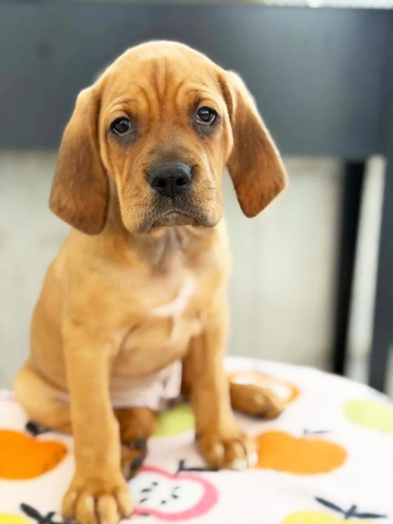 Apple Litter  Haralson thumbnail 3