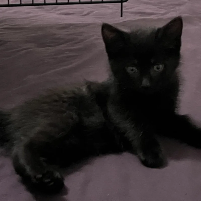 A baby small-sized female Black Domestic Short Hair cat named Frankie for adoption in Quakertown, PA