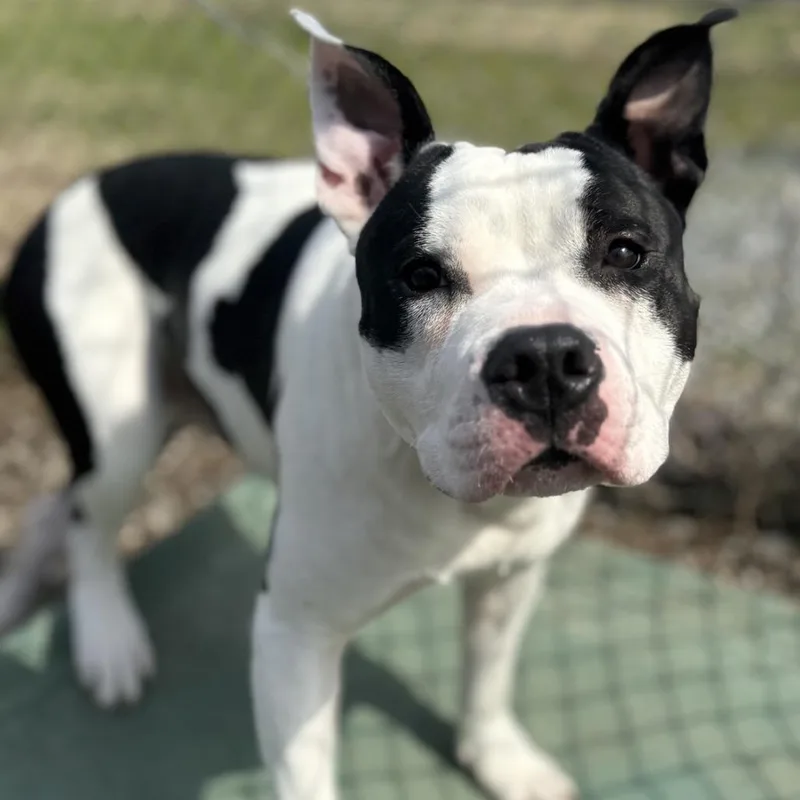 Cheeseburger thumbnail 3