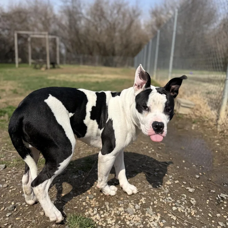 Cheeseburger thumbnail 4