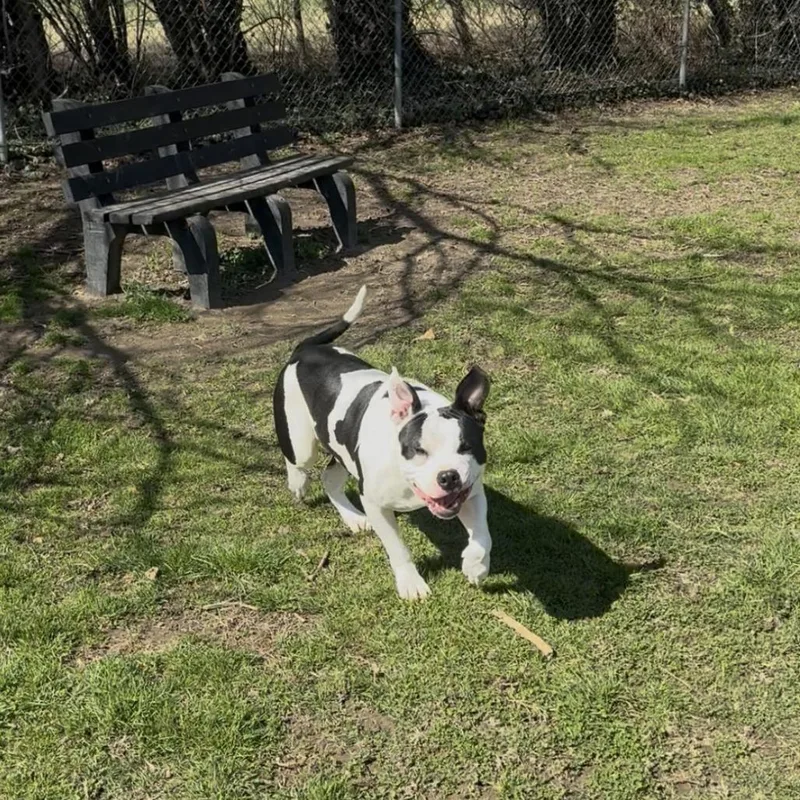 Cheeseburger thumbnail 5