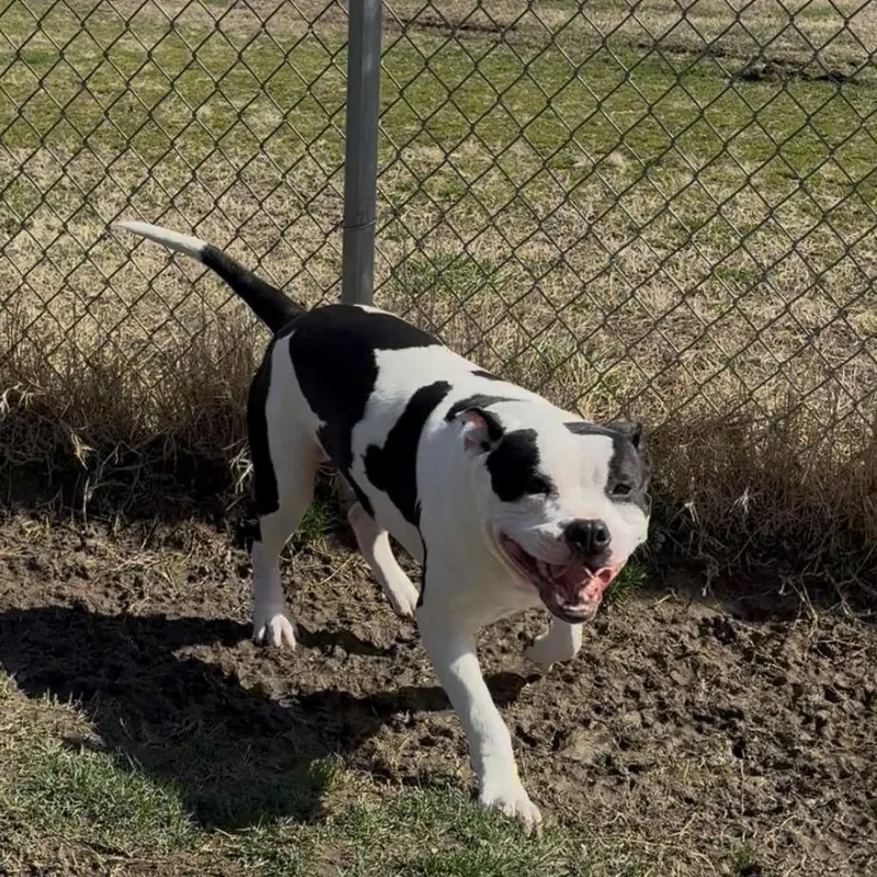 Cheeseburger thumbnail 6