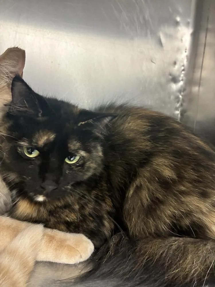 A young medium-sized female Domestic Medium Hair cat named Nibbles for adoption in Marietta, GA