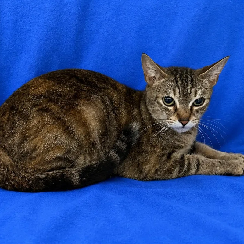 A young medium-sized female Torbie Domestic Short Hair cat named Pepper for adoption in Valdosta, GA