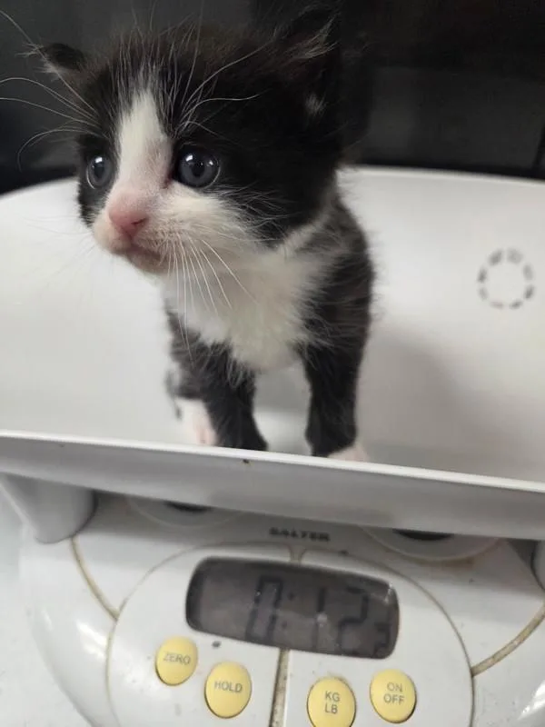 A baby small-sized female Domestic Short Hair cat named Doris for adoption in Cleveland, TN