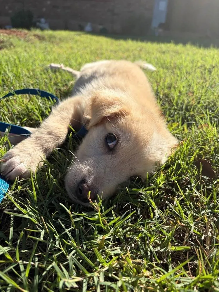 A baby large-sized female Labrador Retriever dog named Baby Aspen for adoption in Shawnee, OK