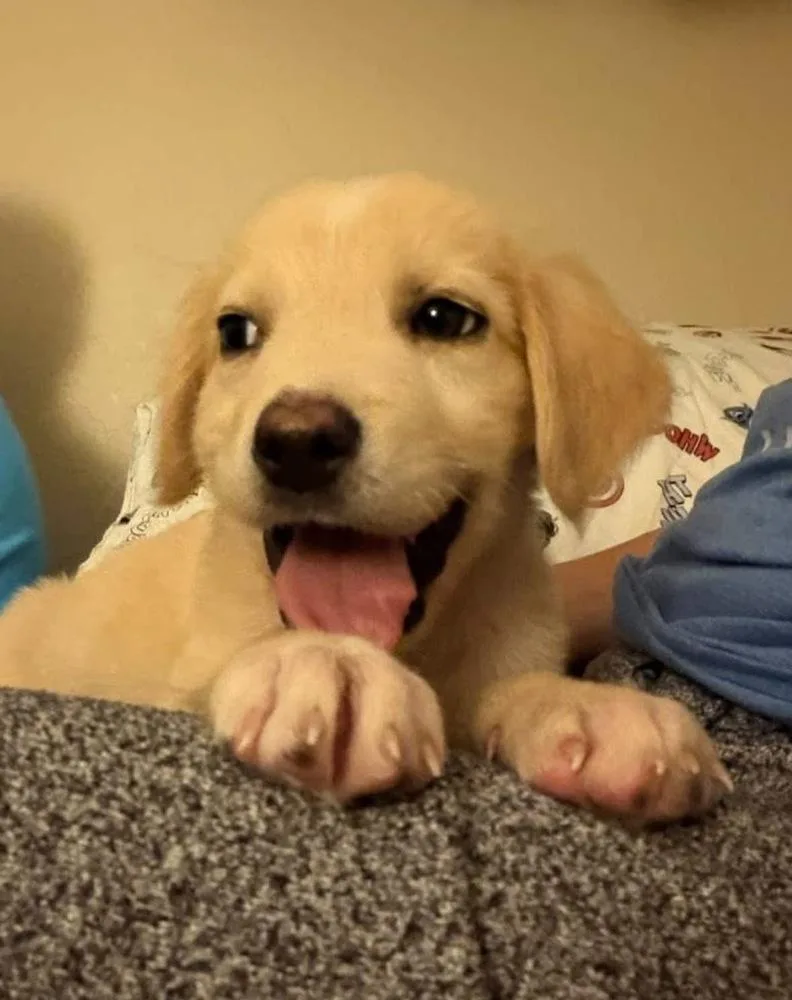 Baby Aspen thumbnail 3