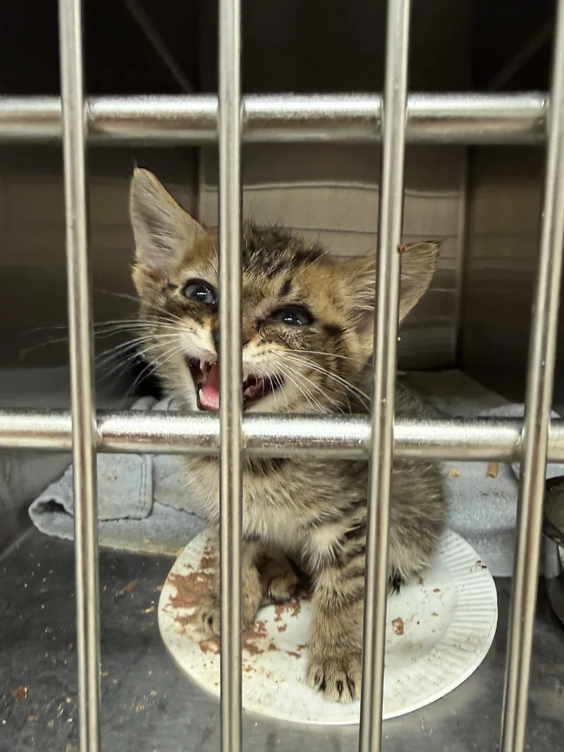A baby small-sized male Domestic Short Hair cat named Frisco for adoption in Charleston, WV