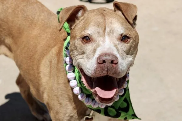 A senior large-sized male Mixed Breed dog named James for adoption in Staten Island, NY