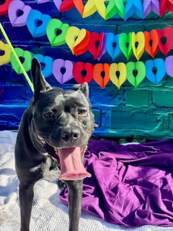 An adult medium-sized female Black Mixed Breed dog named GloRilla for adoption in Cincinnati, OH