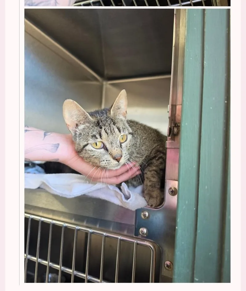 An adult medium-sized female Tabby (Brown / Chocolate) Domestic Short Hair cat named Hattie for adoption in Metamora, IL