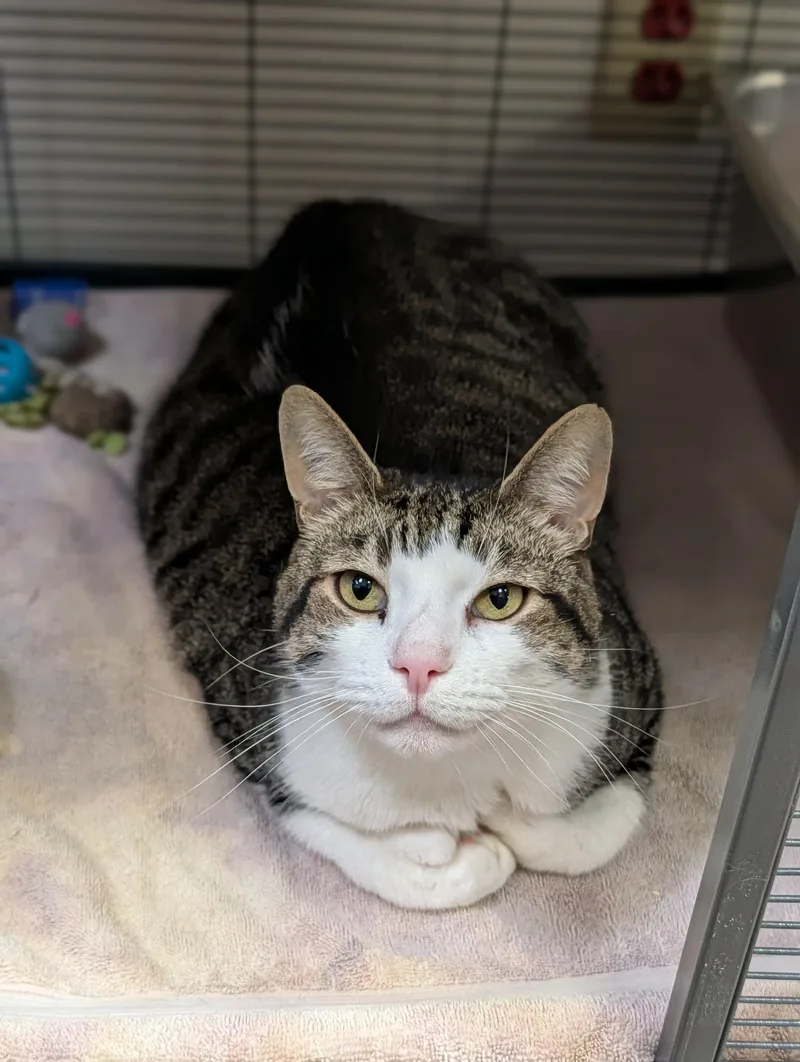 An adult medium-sized male Tabby (Brown / Chocolate) Domestic Short Hair cat named Tom Tom for adoption in Chambersburg, PA