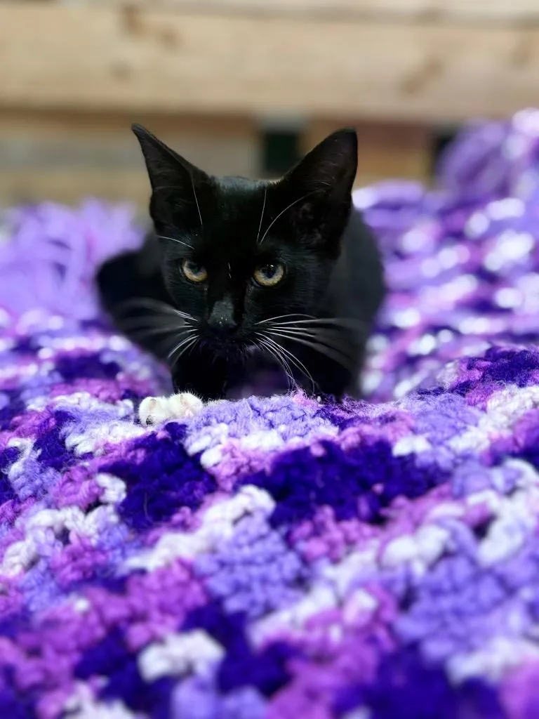 A baby medium-sized female Domestic Short Hair cat named Muffins for adoption in Findlay, OH