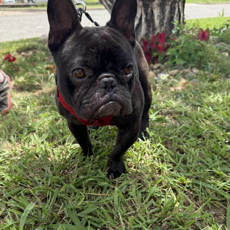 Major Perfect thumbnail 2