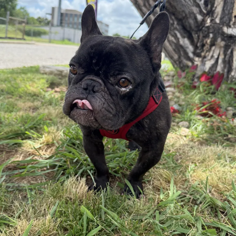 Major Perfect thumbnail 3