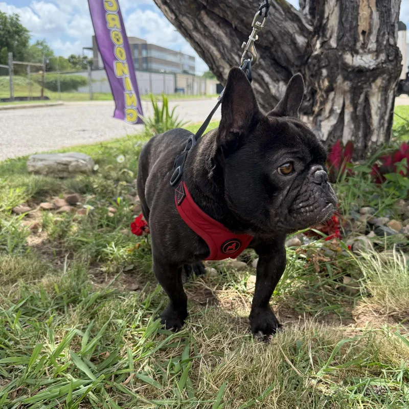 Major Perfect thumbnail 4