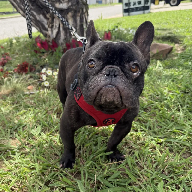 Major Perfect thumbnail 5