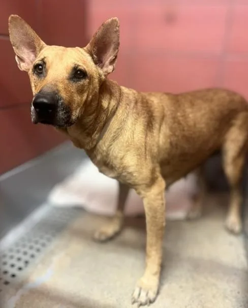 An adult large-sized female German Shepherd Dog dog named Cindy for adoption in Houston, TX