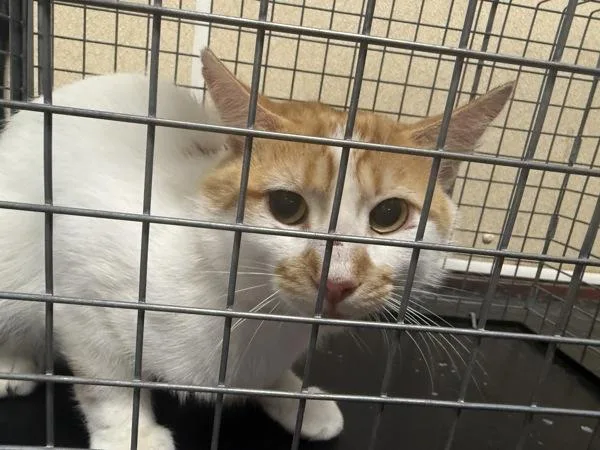 An adult small-sized male Domestic Short Hair cat named Snake for adoption in Salisbury, MD