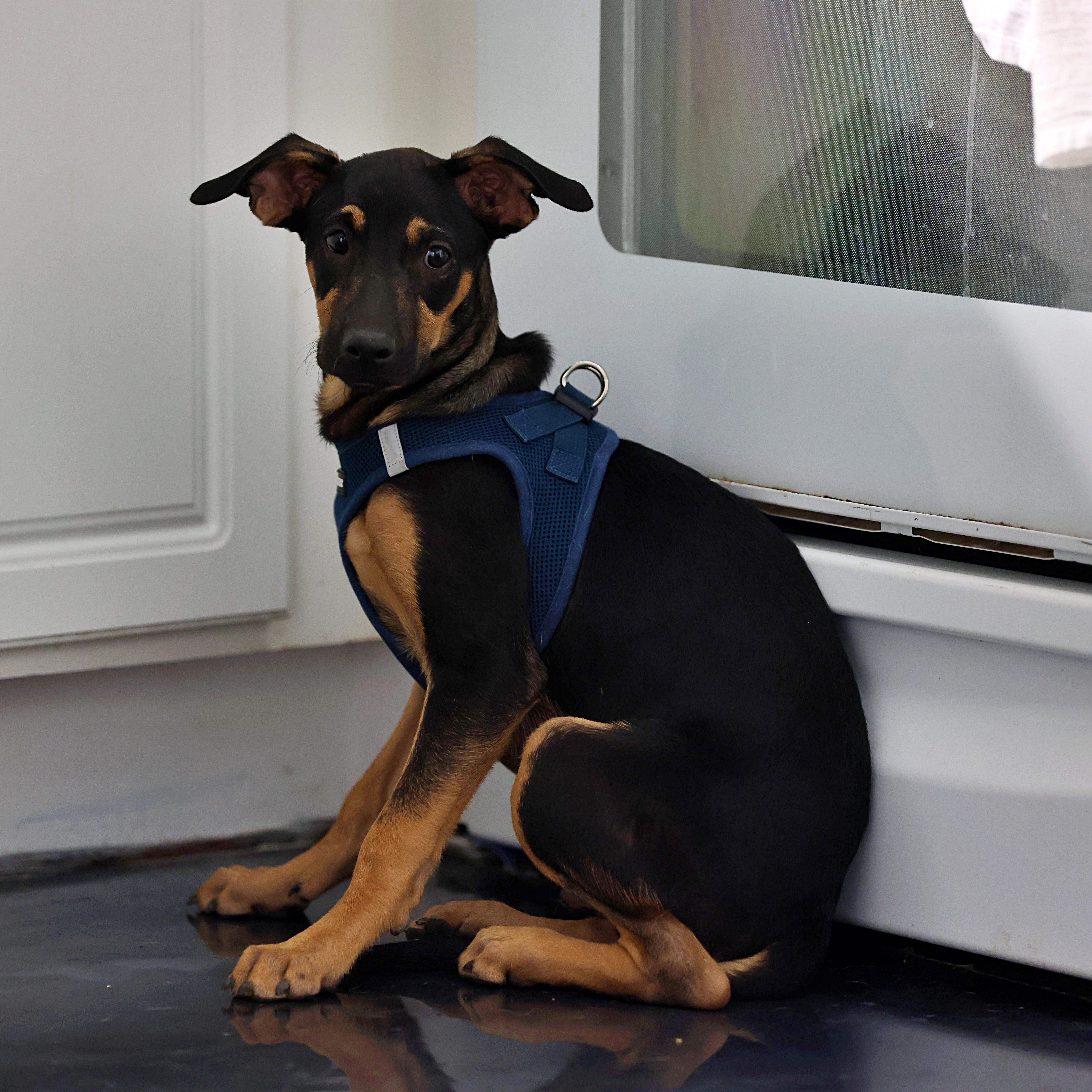 A baby medium-sized male Bicolor Mixed Breed dog named Josh for adoption in Littleton, CO