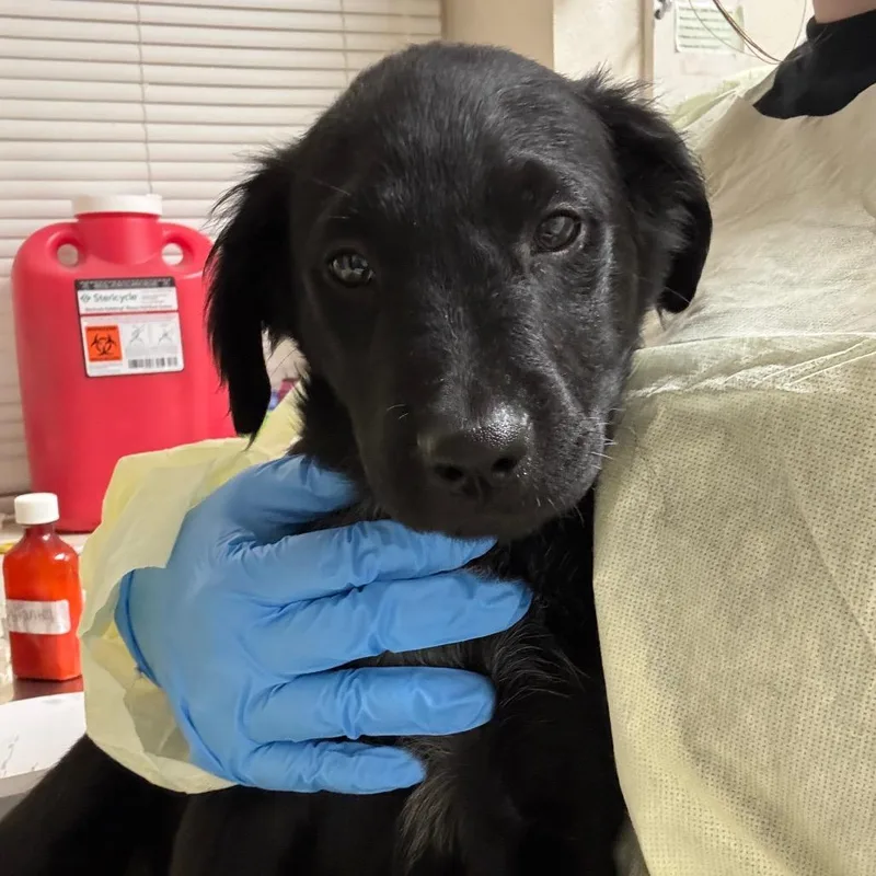 A baby medium-sized female Black Labrador Retriever dog named Miley Cyrus for adoption in Pekin, IL