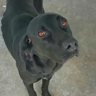 A young large-sized female Black Labrador Retriever dog named Jet for adoption in Fernandina Beach, FL