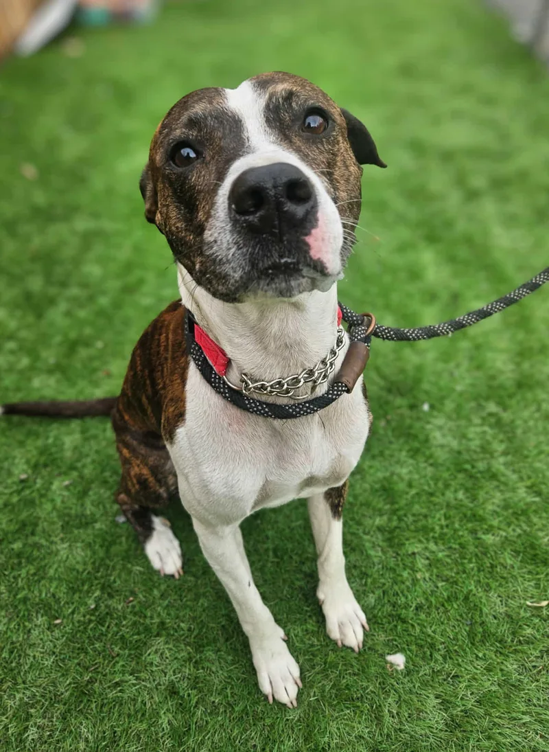 Marley  Gentle And thumbnail 2