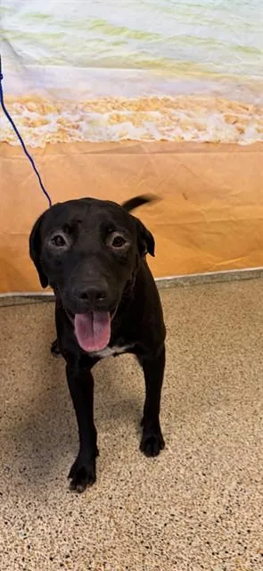 A young large-sized male Terrier dog named Jack for adoption in Miami, FL