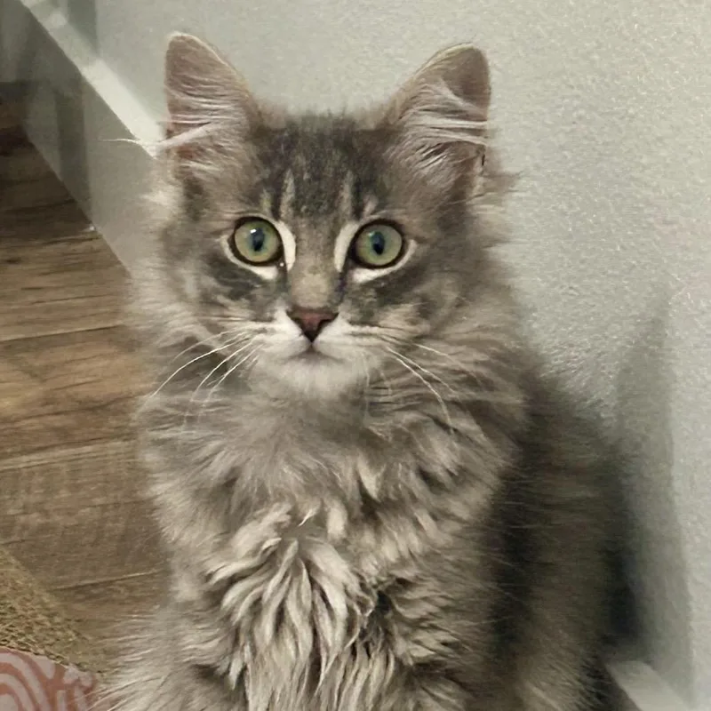A baby small-sized male Gray / Blue / Silver Domestic Medium Hair cat named Ford for adoption in Spokane, WA