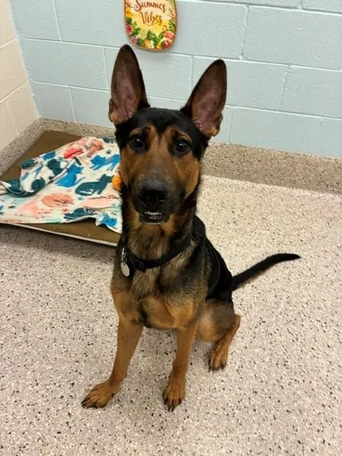 A young large-sized male German Shepherd Dog dog named Chaco for adoption in Brighton, CO