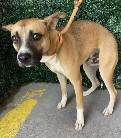A young medium-sized male Brown / Chocolate Shepherd dog named Wheaties for adoption in El Paso, TX