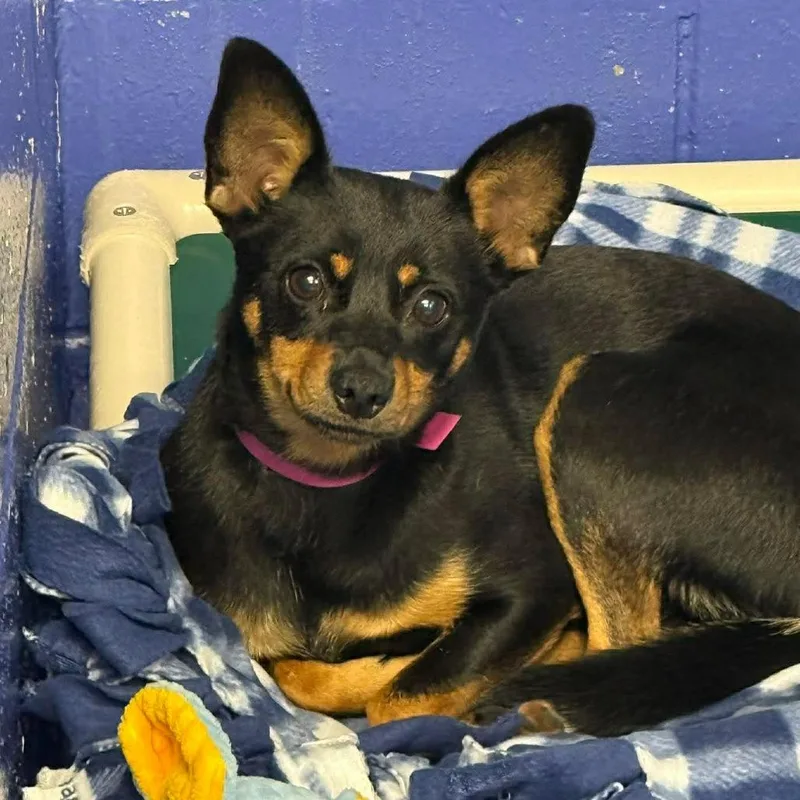 A young small-sized female Black Chihuahua dog named Ct Tootsie Roll for adoption in Stormville, NY