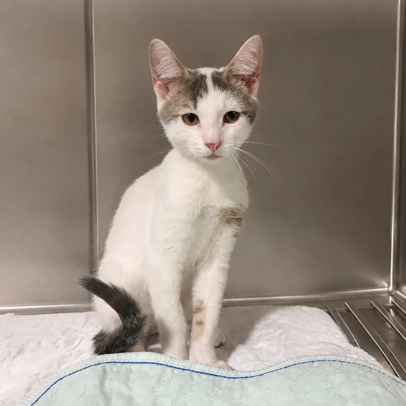 A baby small-sized male Domestic Short Hair cat named Hearts for adoption in Wappingers Falls, NY