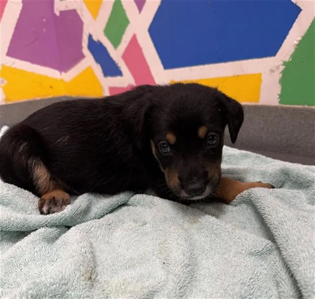 A baby small-sized male German Shepherd Dog dog named Wolverine for adoption in Baytown, TX