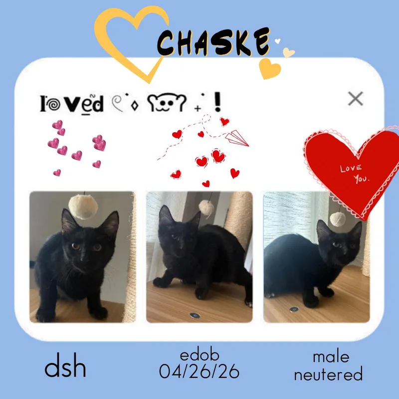 A baby medium-sized male Black Domestic Short Hair cat named Chaske ORT for adoption in Missouri City, TX