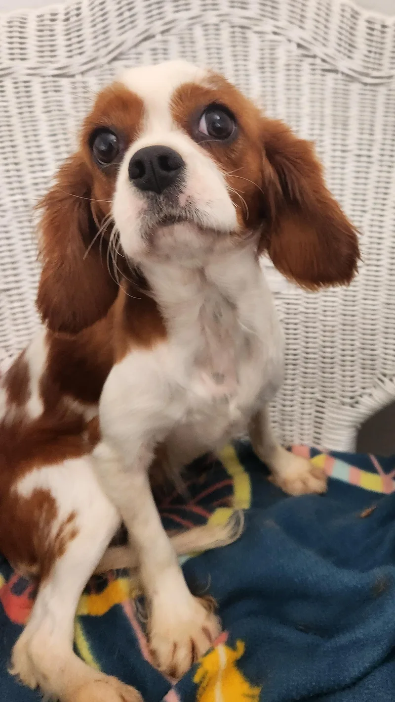 A young small-sized female Red / Chestnut / Orange Cavalier King Charles Spaniel dog named Phoebe for adoption in Smithfield, PA